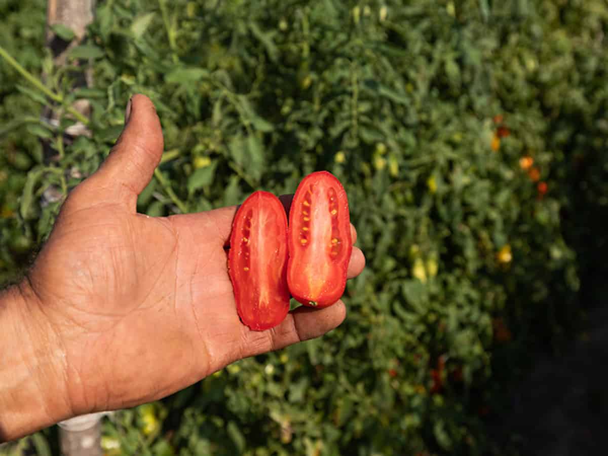 San marzano tomato cut open to reveal meaty flesh and low seeds.