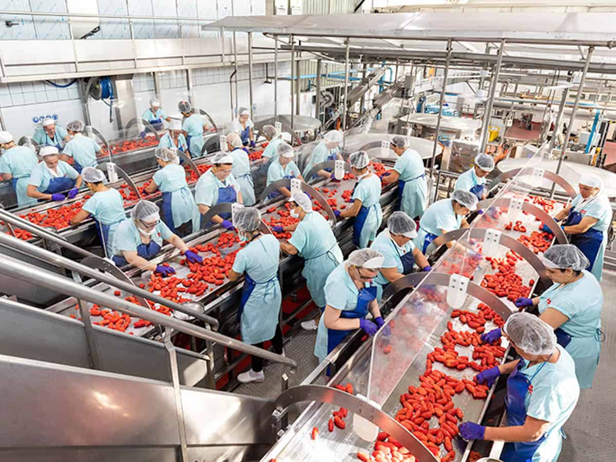 San Marzano DOP tomatoes being prepared for canning in a production line.
