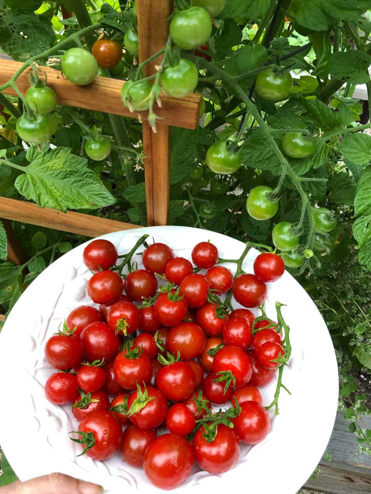 Fresh tomatoes picked from the garden.